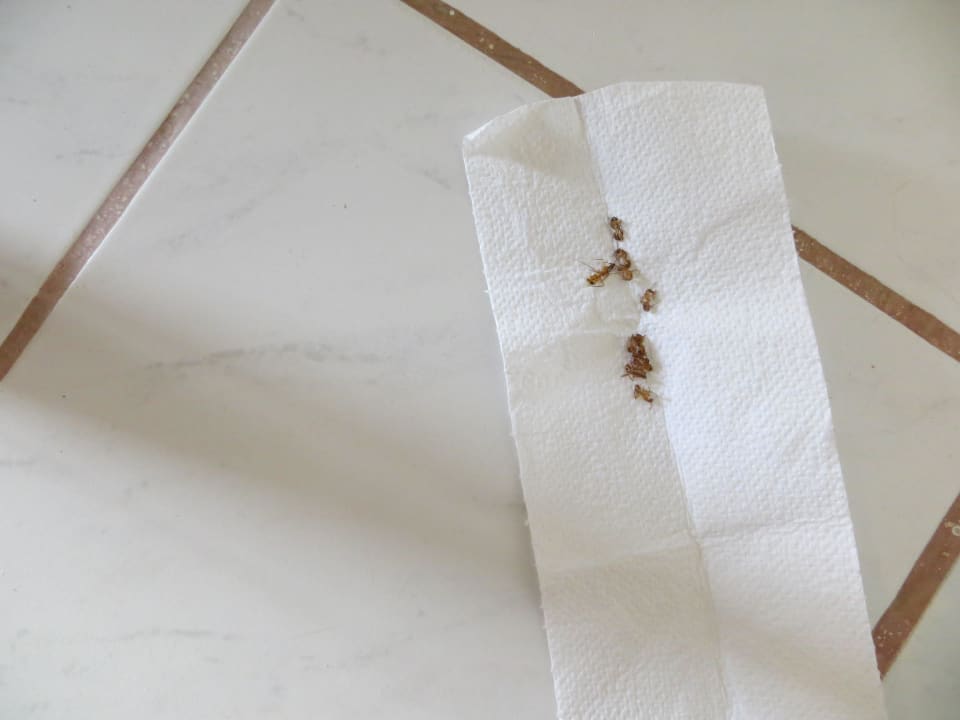 Nacht 2... Hotel Diani Palm Resort