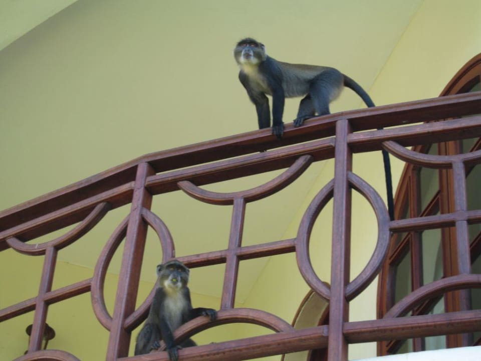 Mit denen war immer was los. Neptune Paradise Beach Resort & Spa