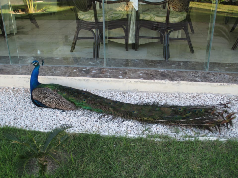 Herr Pfau TRS Turquesa Hotel - Adults only
