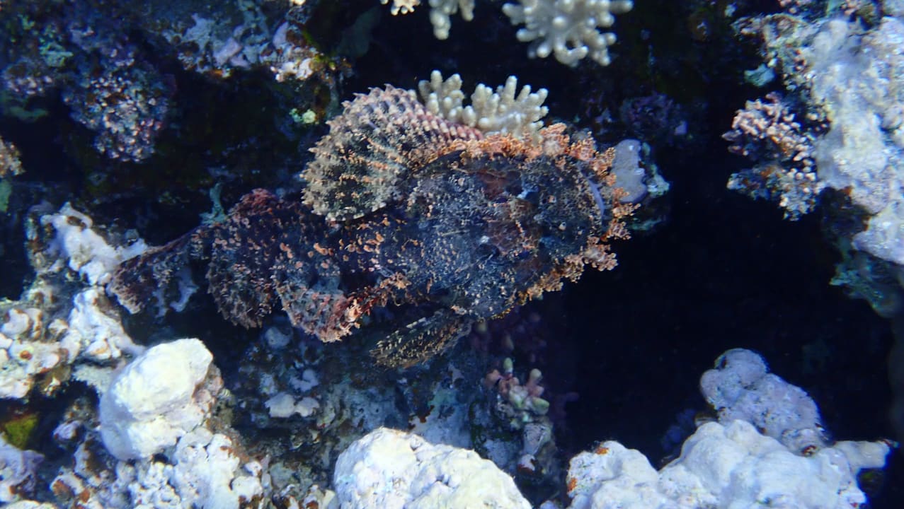 Strand Stella Beach Resort & Spa Makadi Bay