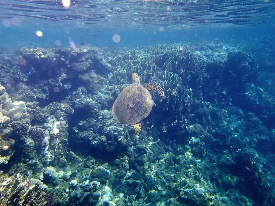 In the sea Three Corners Equinox Beach Resort