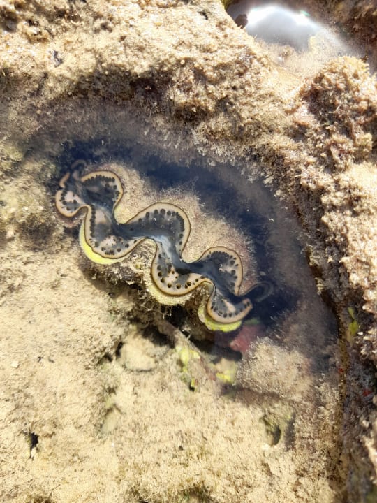 Strand Cleopatra Luxury Resort Makadi Bay