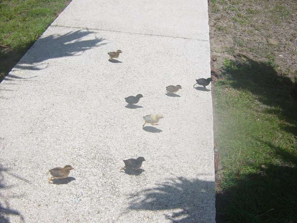 Tiere im Garten der Anlage Hotel Villa Cuba
