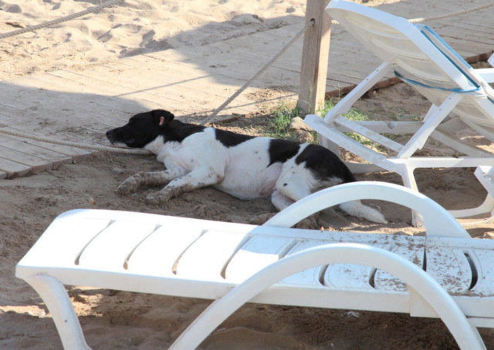 Bezpańskie psy spokojnie wylegują się na plaży Sunrise Beach Side