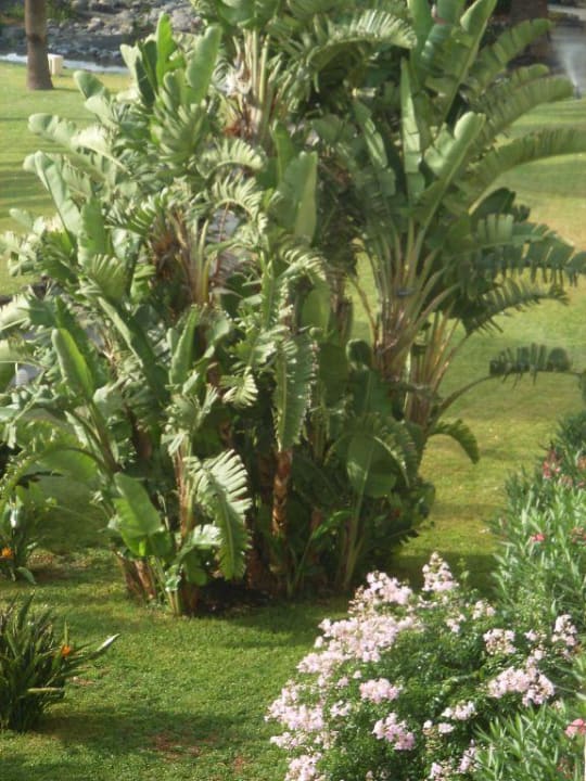 Gartenanlage Dreams Lanzarote Playa Dorada Resort & Spa