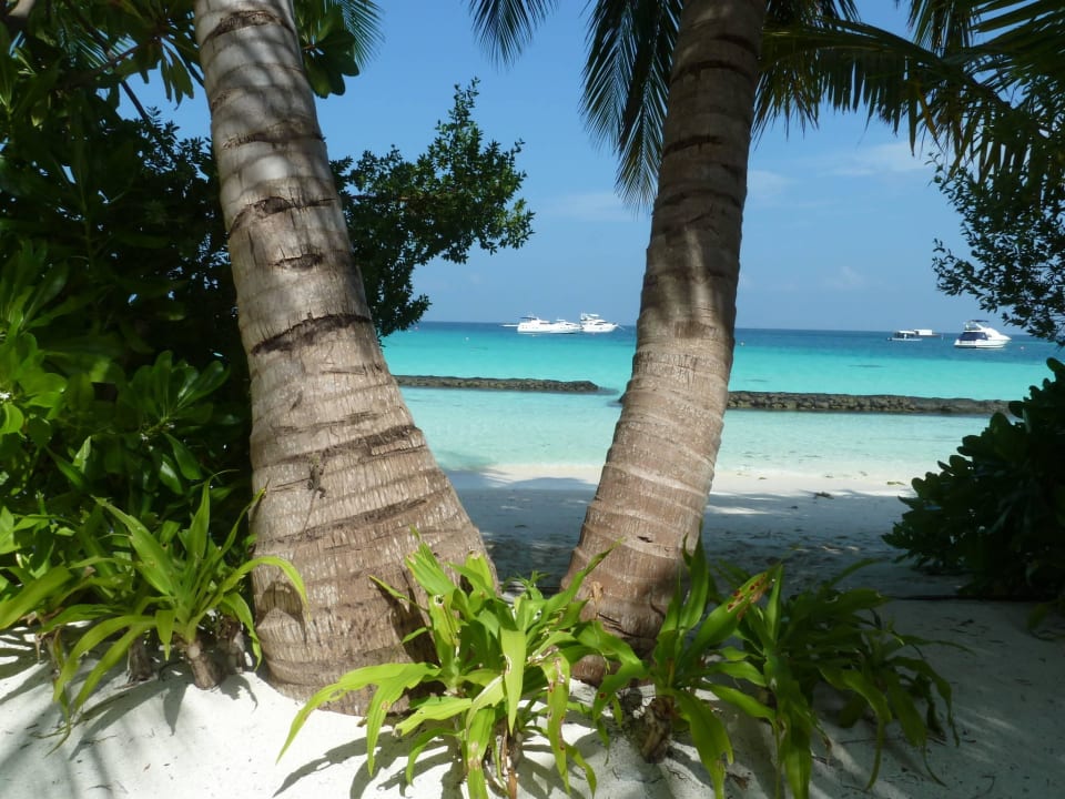Wie im Paradies Kuramathi Maldives