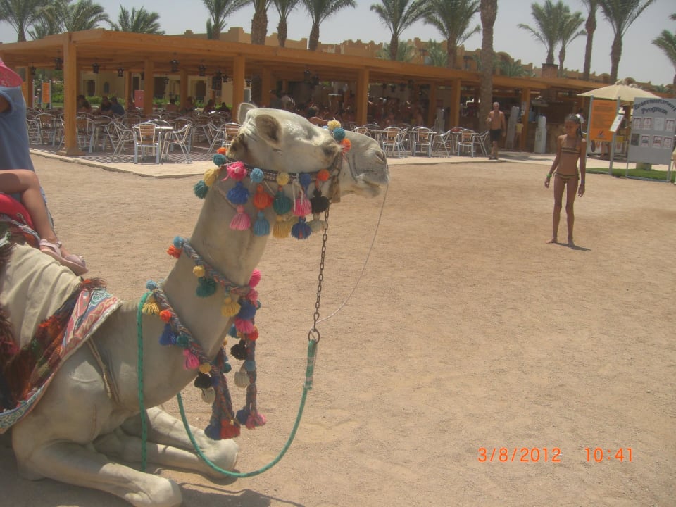 Kamelreiten Strand 15 Euro je 30 Minuten Stella Beach Resort & Spa Makadi Bay