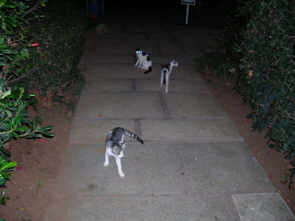 Hotel Miezies Labranda Alantur Resort