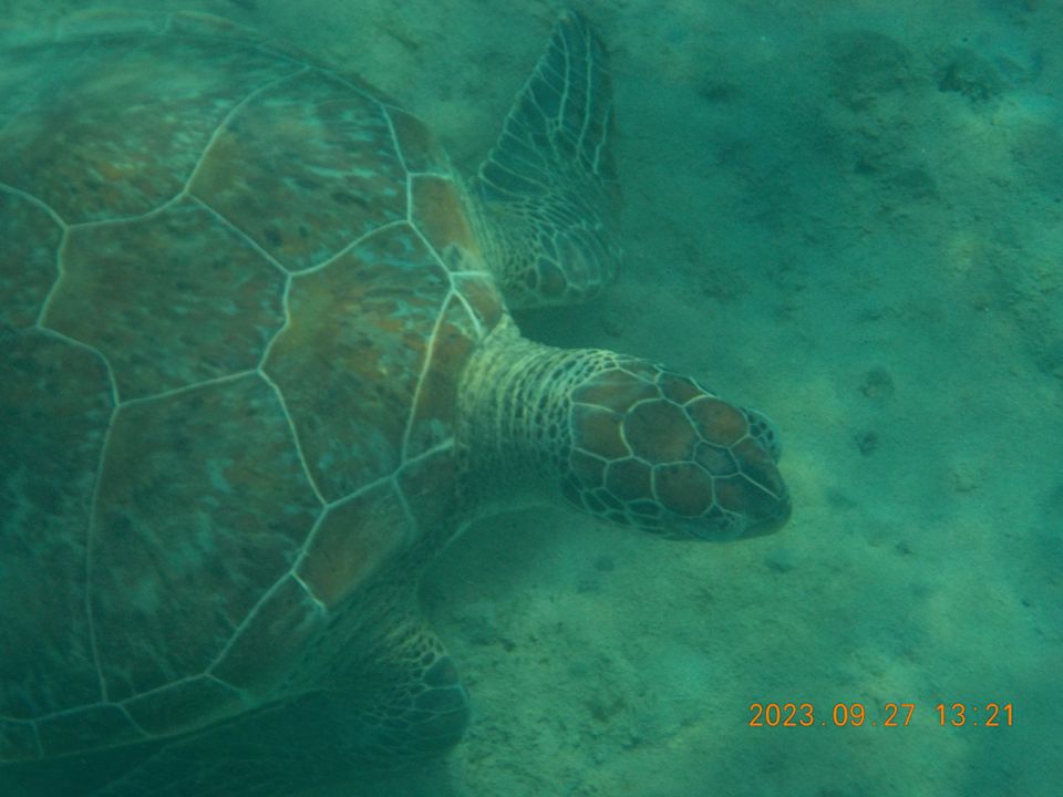 Sonstiges JAZ Neo Reef Marsa