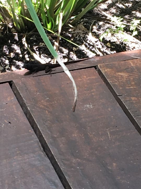 Gartenanlage Akumal Bay Beach & Wellness Resort