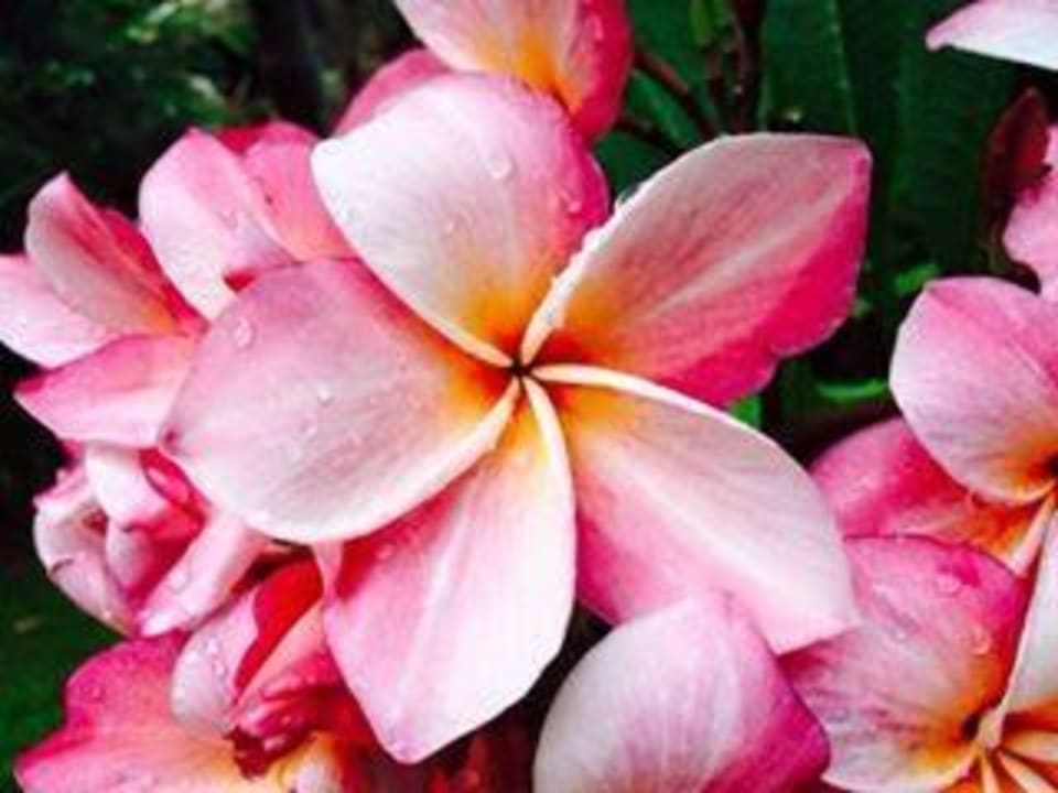 Blumen The Fair House Beach Resort