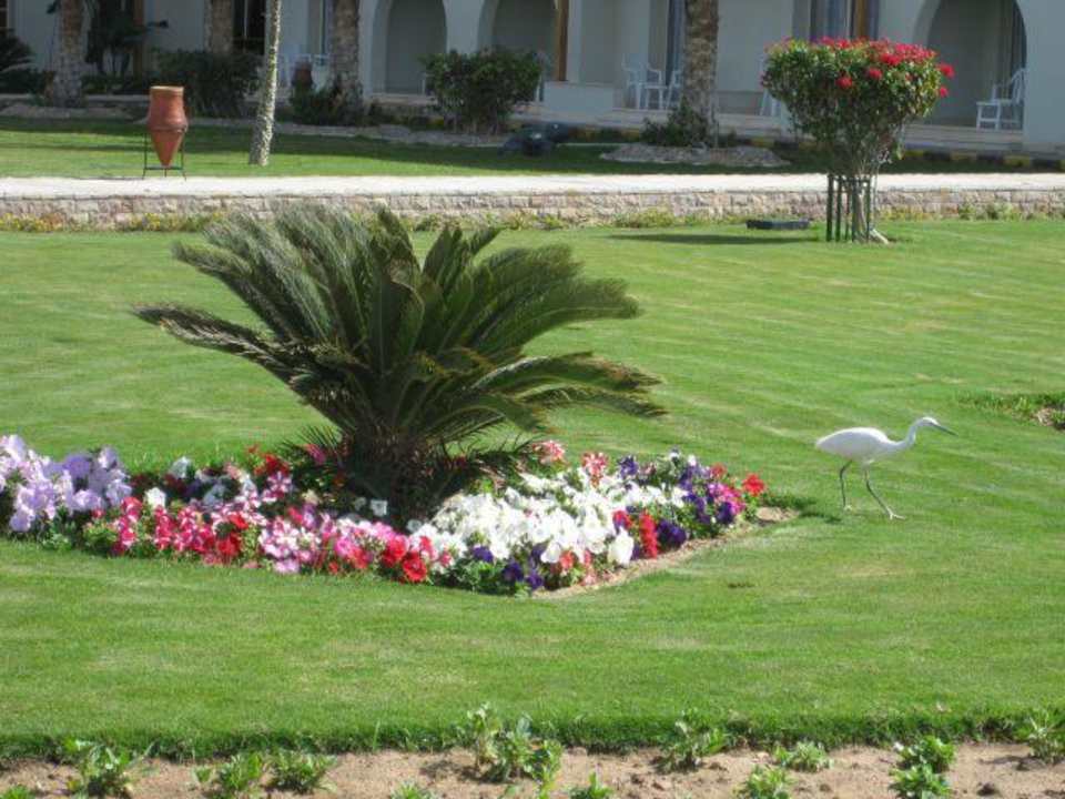 Vogel Pickalbatros Dana Beach Resort - Hurghada