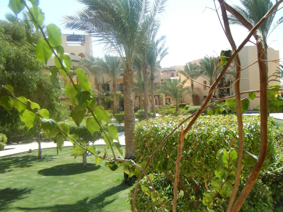 Pas tout sec mais verdure Steigenberger Coraya Beach - Adults only