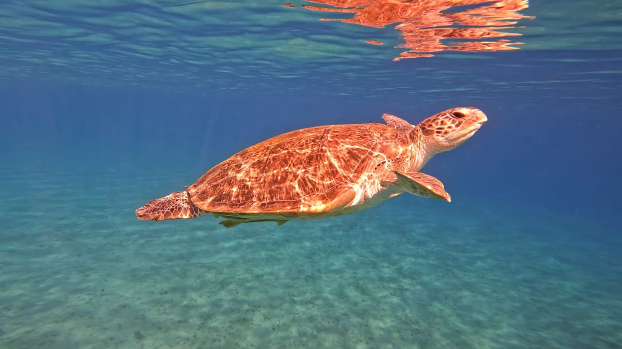 Strand Three Corners Equinox Beach Resort