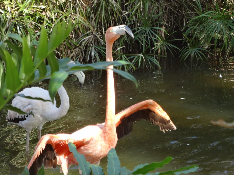 Flamingos im Teich vor der Lobby Grand Palladium Select Bávaro Resort & Spa