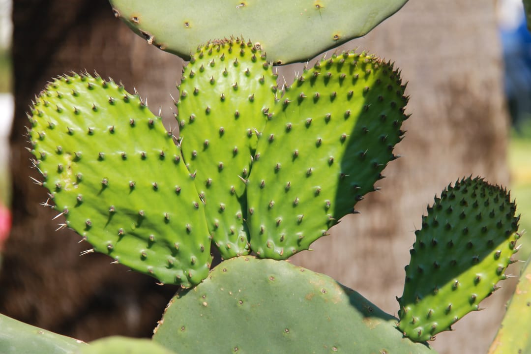 Gartenanlage TUI SUNEO La Conchiglia