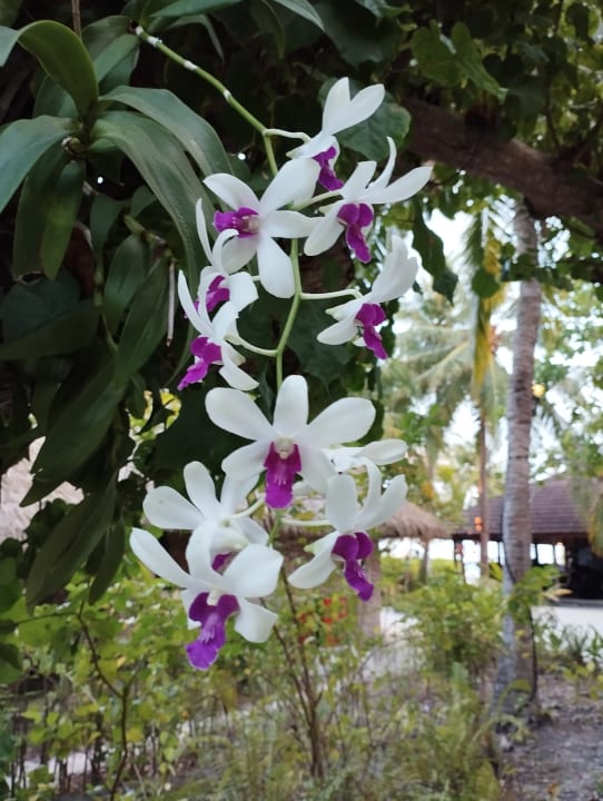 Gartenanlage Kuredu Island Resort & Spa