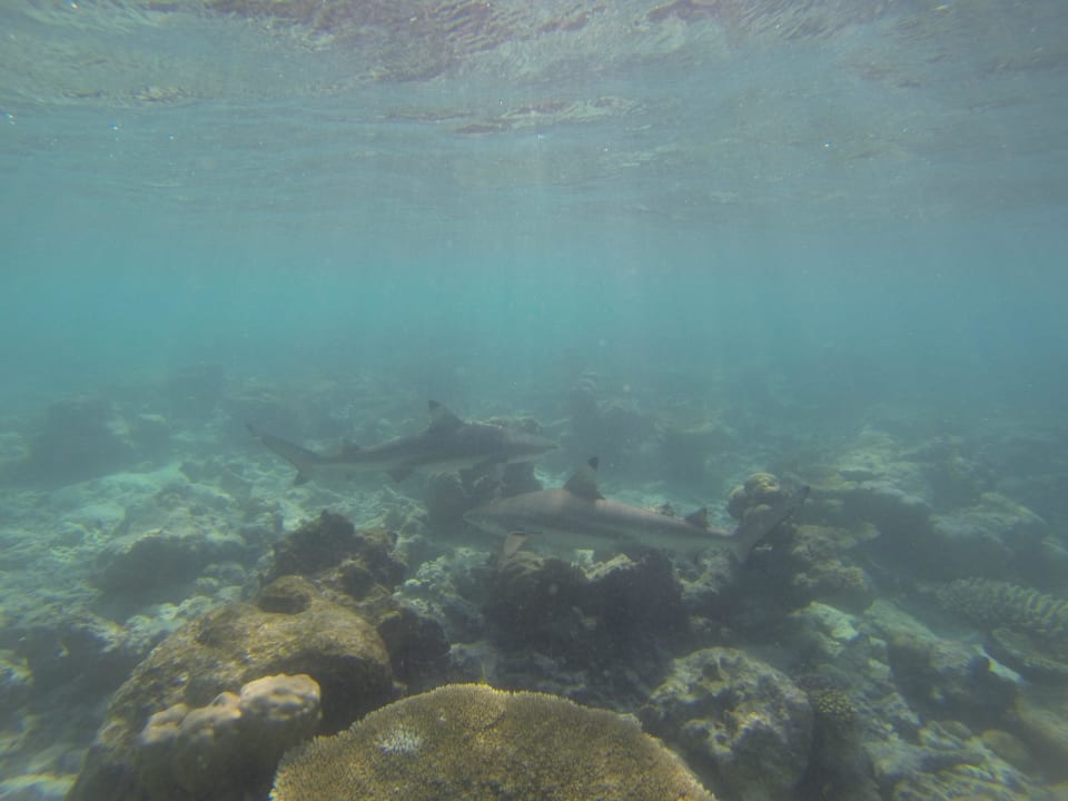 Schnorcheln am Hausriff Embudu Village