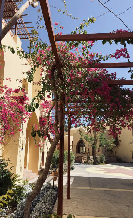 Gartenanlage Steigenberger Coraya Beach - Adults only