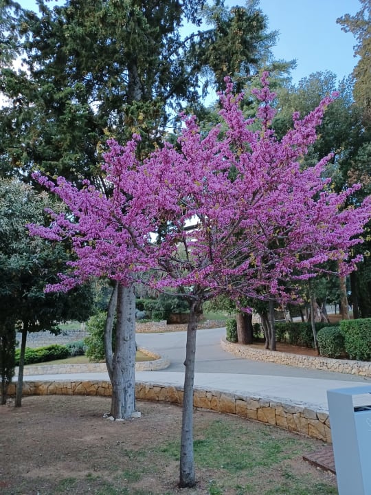 "Gartenanlage" Eden Hotel by Maistra Collection (Rovinj) • HolidayCheck