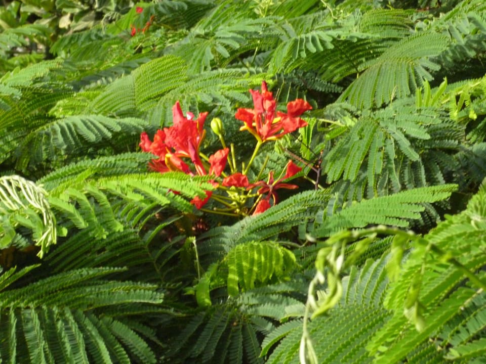 Parque Tropical Blüten Hotel Parque Tropical