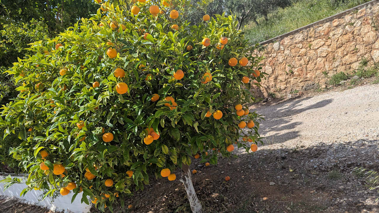 Gartenanlage Hotel Theartemis Palace