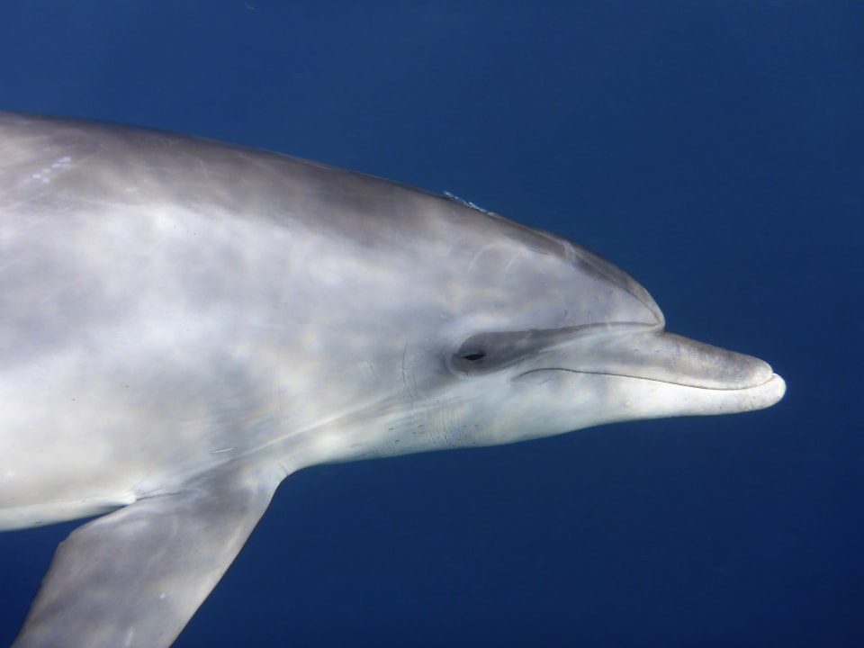 Strand Novotel Marsa Alam Beach Resort