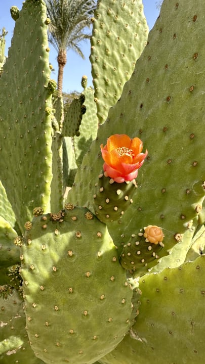 Gartenanlage Steigenberger Aqua Magic