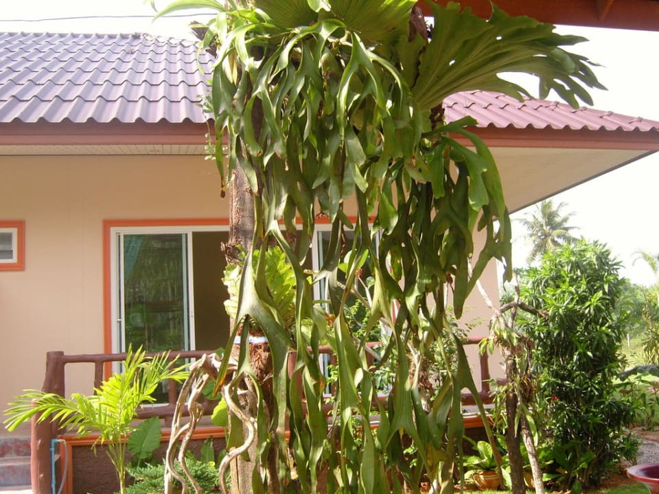 Balcony Khaolak Summer House Resort