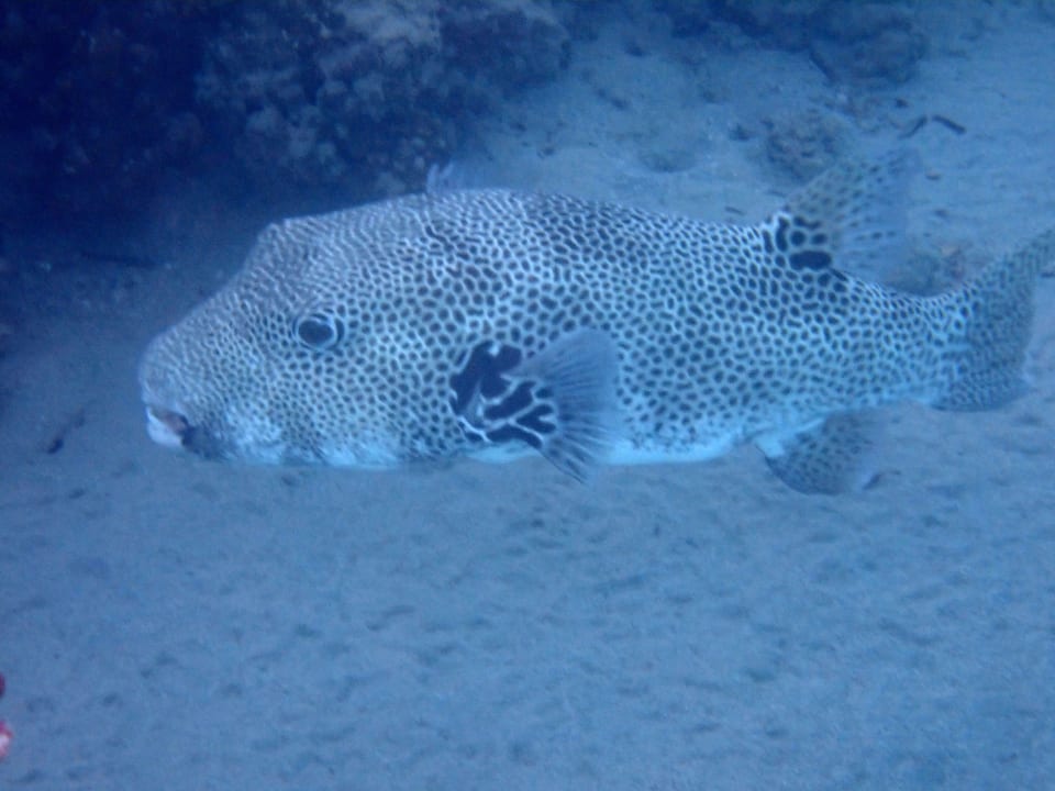 Strand Shams Alam Beach Resort