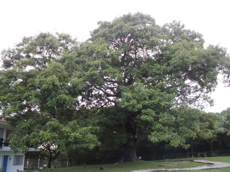 Im gesamten Gartenbereich wunderbare große Bäume Hotel Mision Palenque
