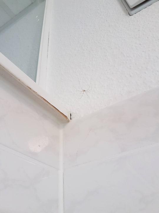 Spinnen in der Dusche Schlosshotel Domäne Walberberg