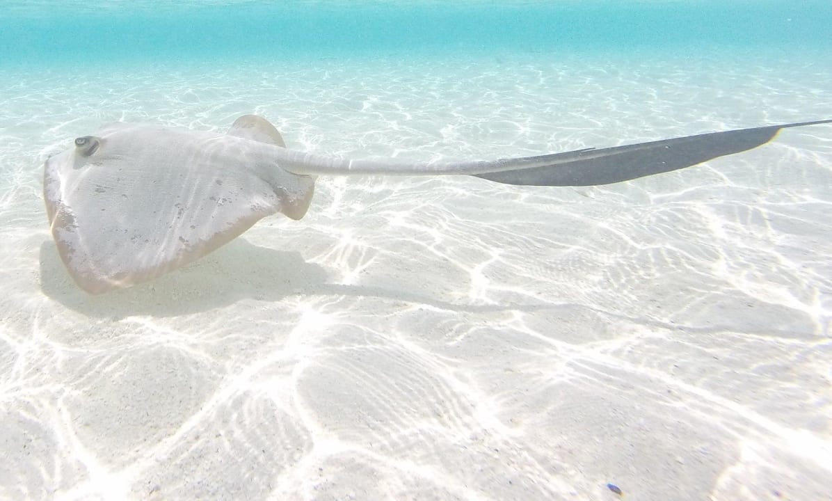 Lucky Vilamendhoo Island Resort & Spa