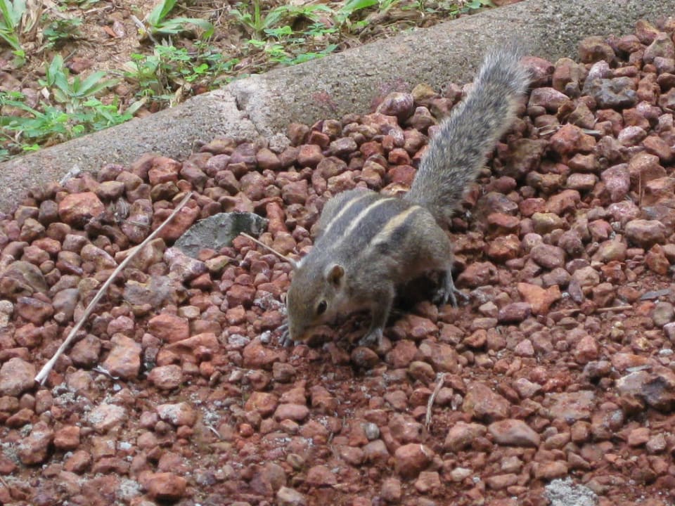 Streifenhörnchen - kleine Bewohner der Hotelanlage Club Palm Bay