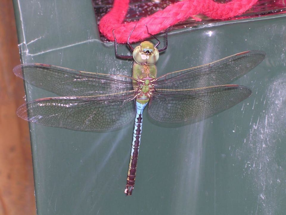 Riesen-Libelle Grand Palladium Select Bávaro Resort & Spa