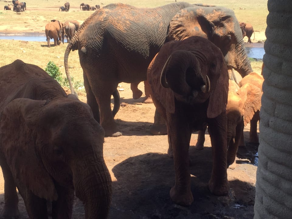 Ausblick Salt Lick Safari Lodge