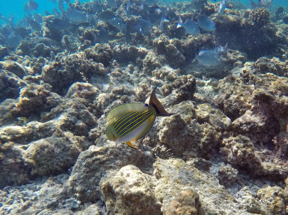 Blaustreifen - Doktorfisch NH Collection Maldives Havodda Resort