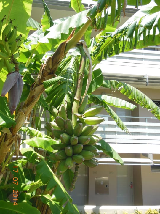 Prawdziwe banany :-) Blue Lagoon Resort