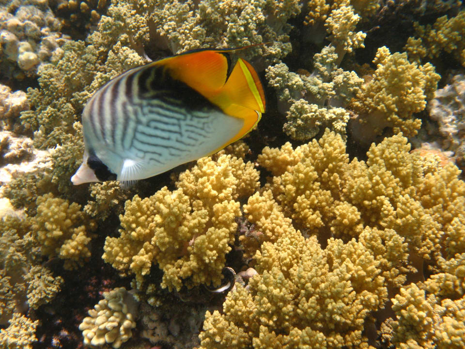 32 Stella Beach Resort & Spa Makadi Bay