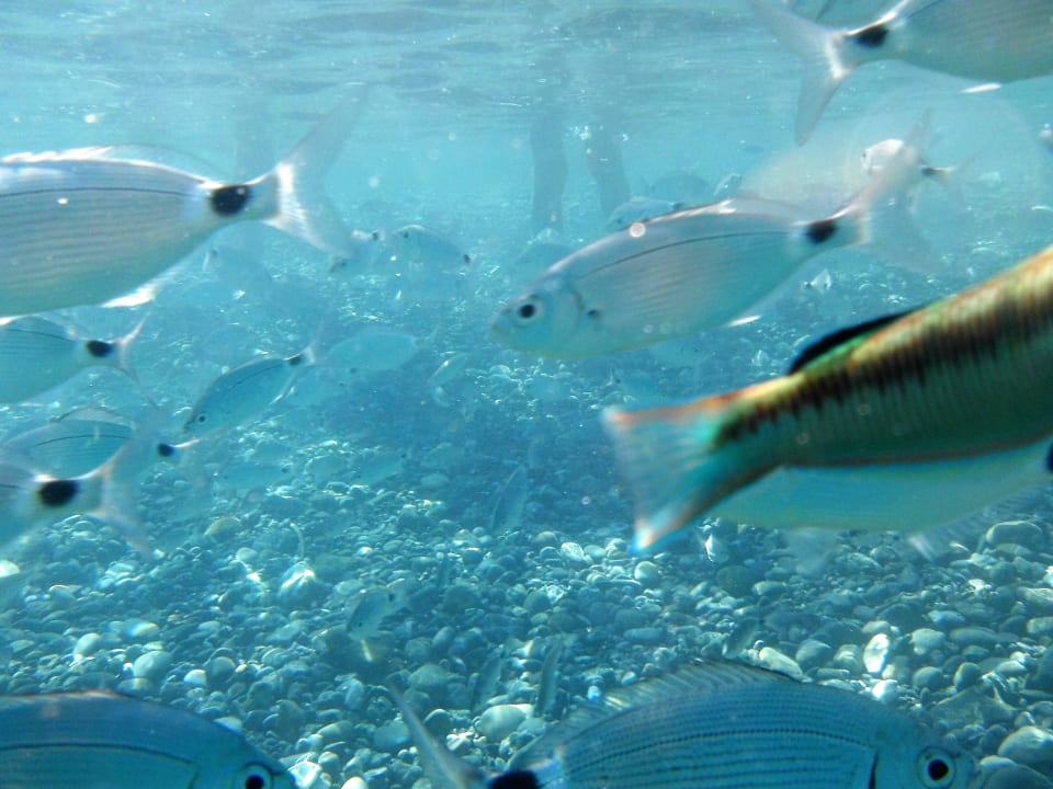 Klares Wasser, tolle Fische Kipriotis Village Resort