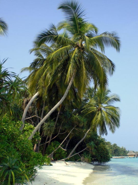 Bilderbuch-Palme Kuramathi Maldives
