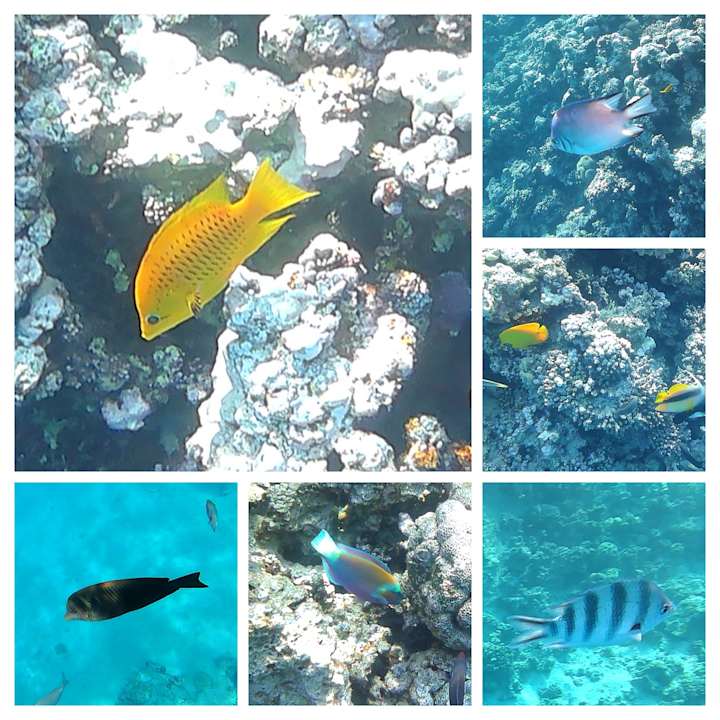 Sonstiges Cleopatra Luxury Resort Makadi Bay