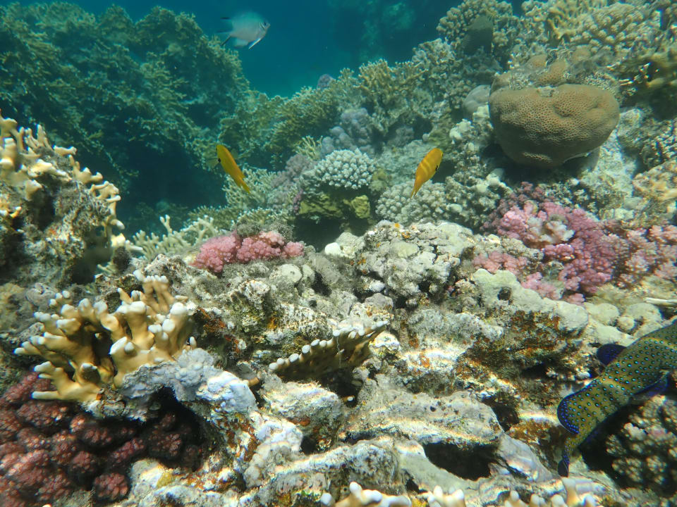 Strand Steigenberger Coraya Beach - Adults only