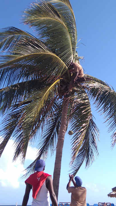 Kokosnussernte Grand Muthu Club Caribbean Runaway Bay