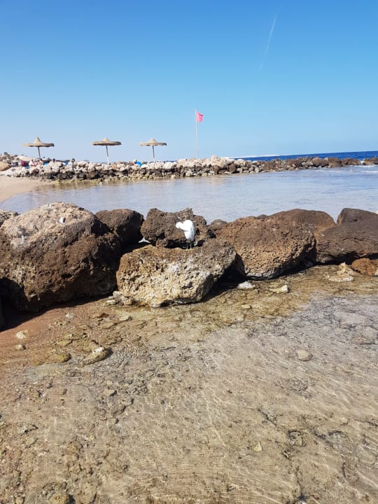 Strand Pickalbatros Citadel Resort