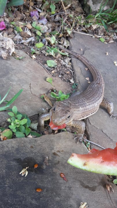 Haustier Bahari Beach Hotel