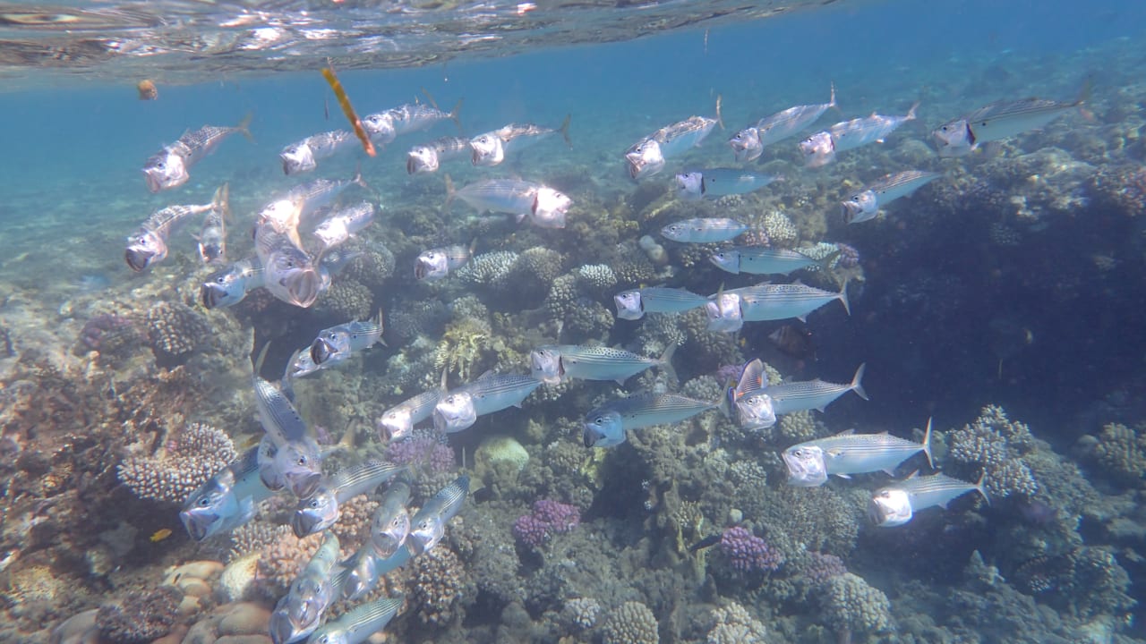 Strand Shams Alam Beach Resort