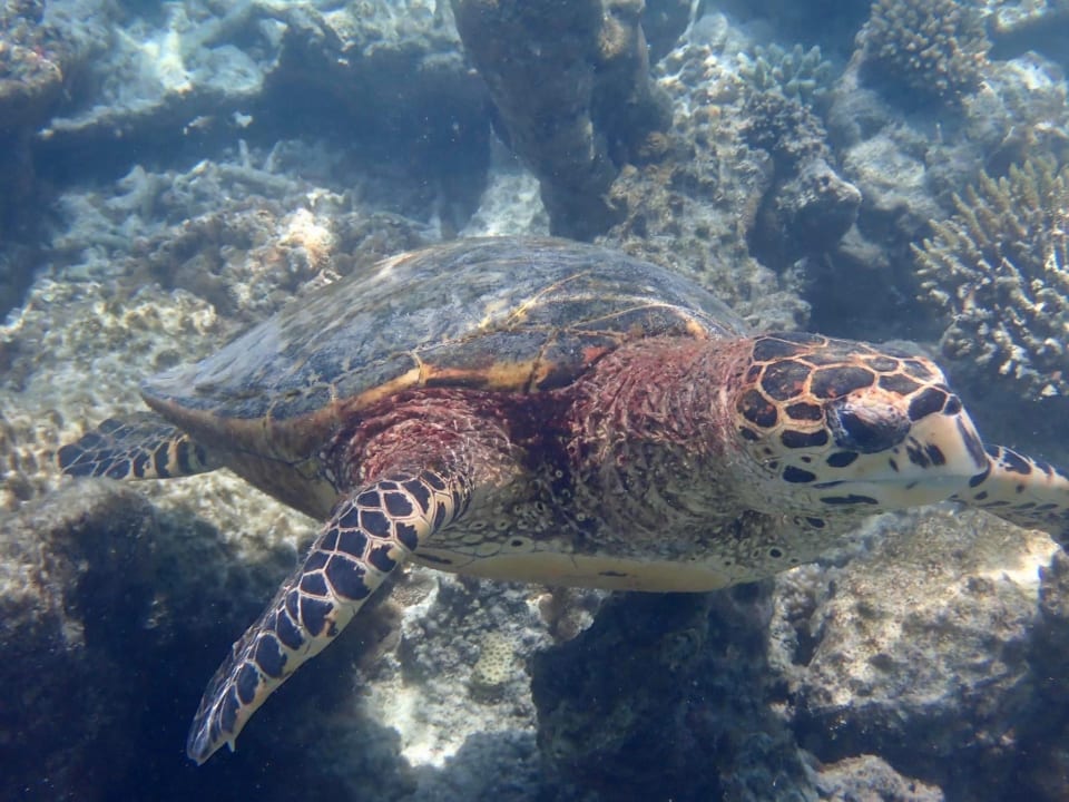 Sport & Freizeit NH Collection Maldives Havodda Resort