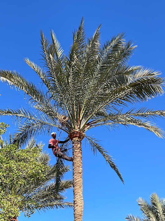 Gartenanlage Desert Rose