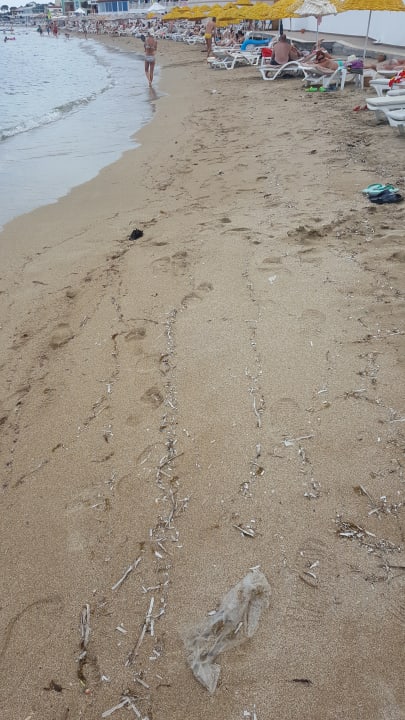 Der Strand stinkt nach toten Fischen, Übelkeit bei den meist Salamis Bay Conti Resort Hotel & Casino